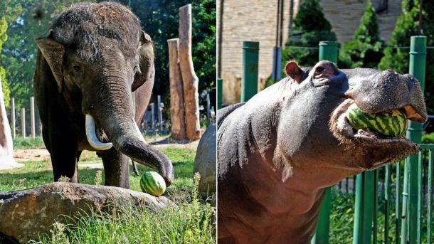 У КиївЗоо скасували «Кавуновий вікенд» через масований обстріл У КиївЗоо скасували «Кавуновий вікенд» через масований обстріл