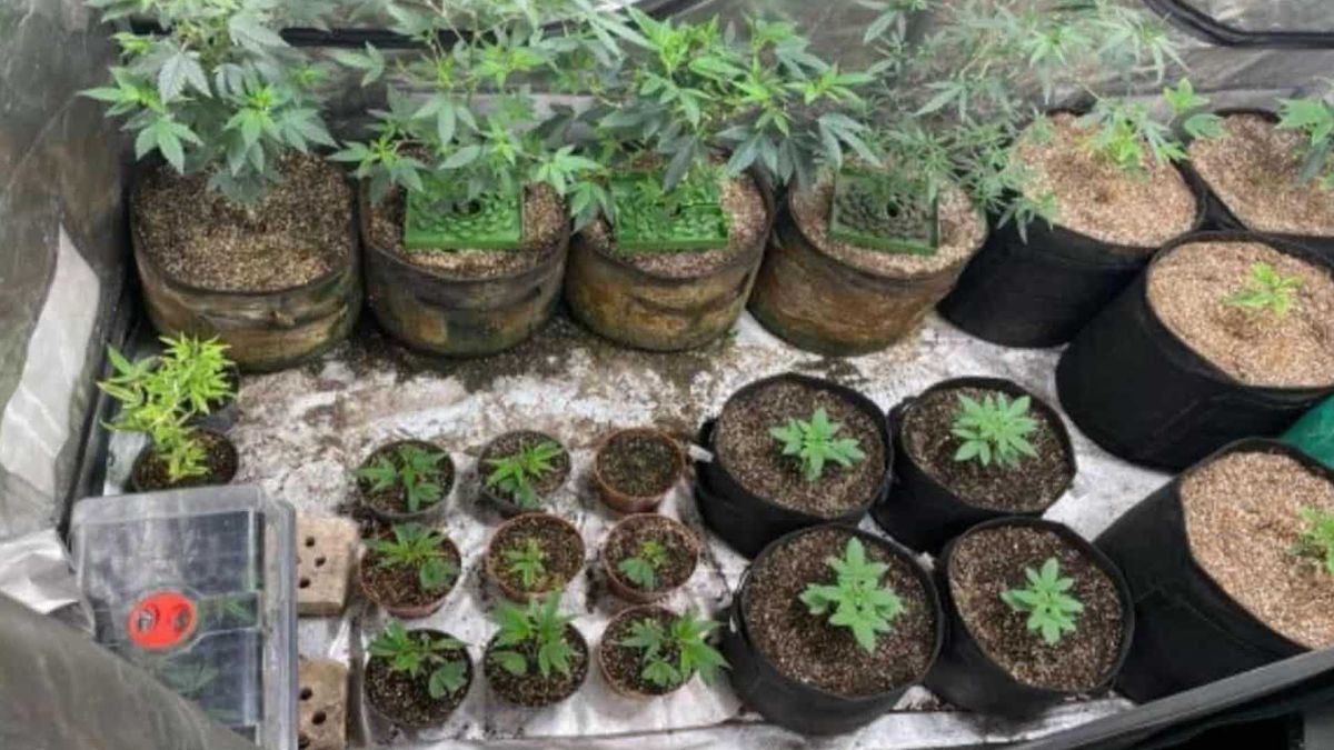 У Києві викрили нарколабораторію: вирощували коноплі та пекли печиво з канабісом кущі конопель різного розміру