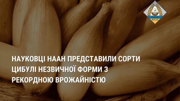 Вчені з Києва вивели цибулю з врожайністю на 53% вище Цибуля
