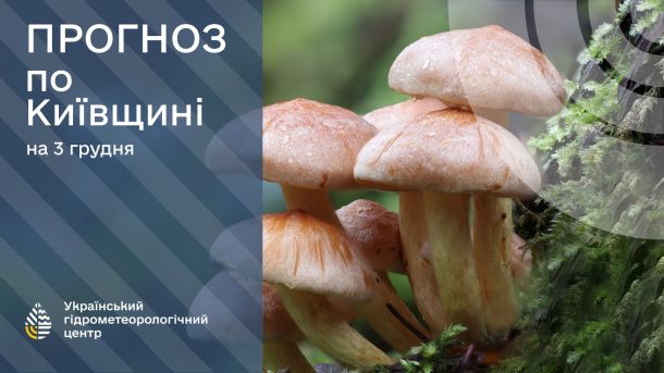 Поділ: на Замковій горі раптово знайшли мур Флорівського монастиря На зображенні Укргідрометцентру фото грибів у лісі