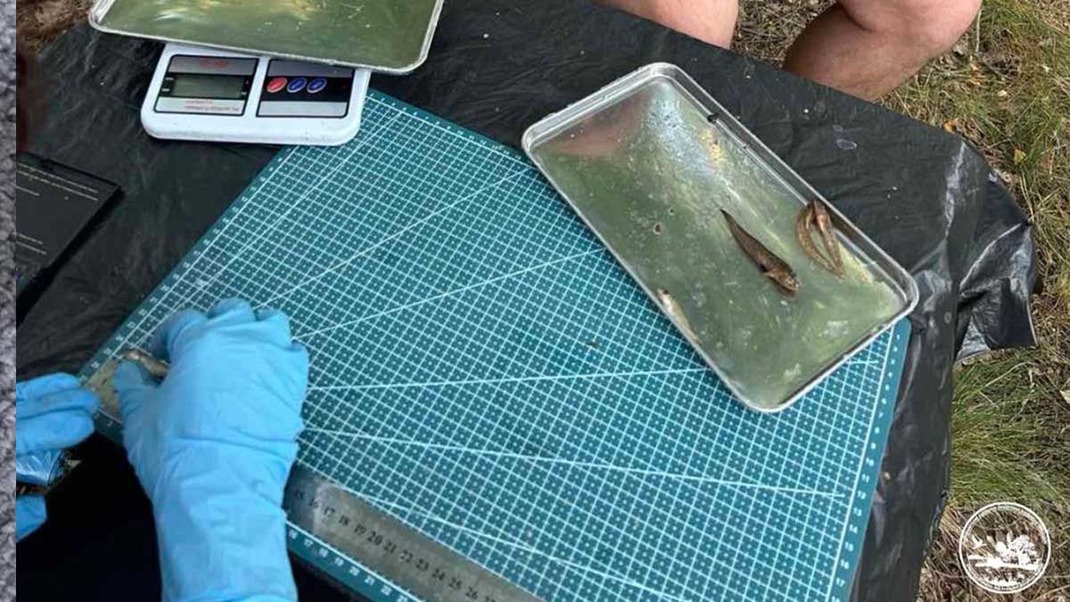 У Чорнобильському заповіднику виявили 19 видів риб: інвазійних майже немає У Чорнобильському заповіднику виявили 19 видів риб: інвазійних майже немає