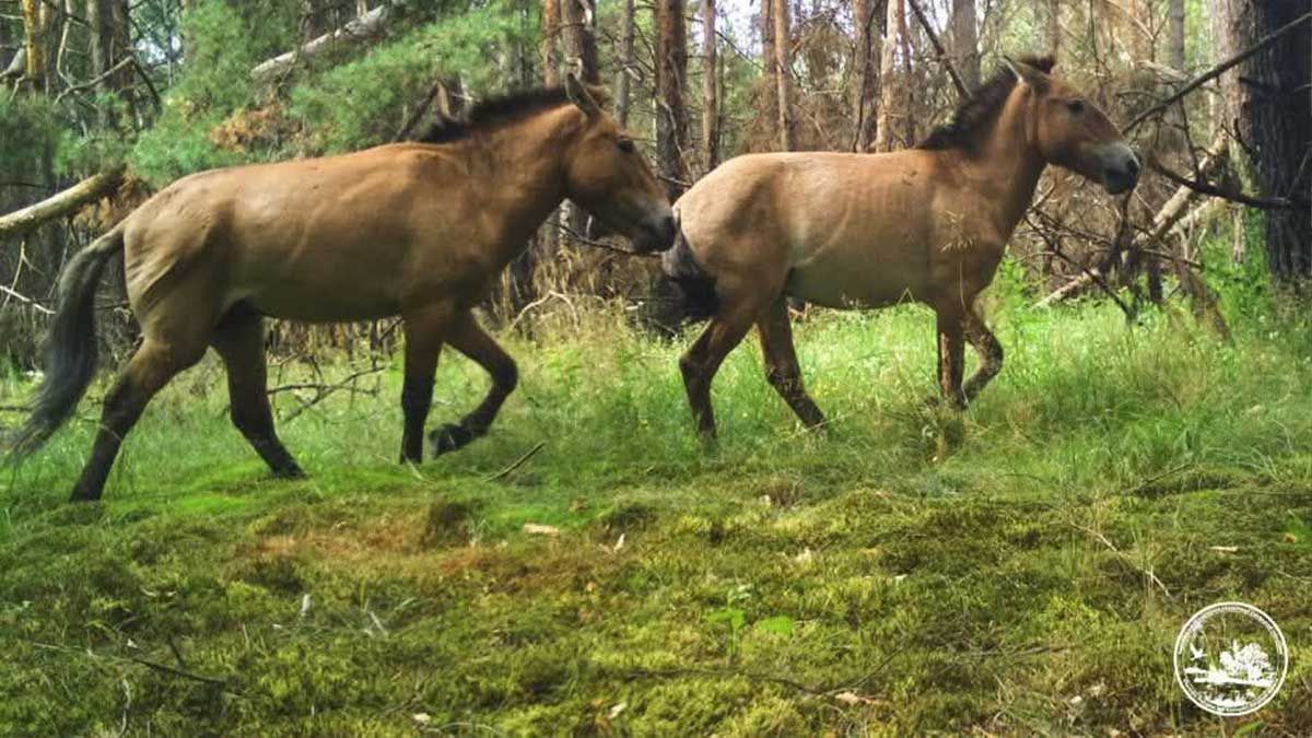 Дикі коні Пржевальського освоїли ліси Чорнобильського заповідника Дикі коні Пржевальського