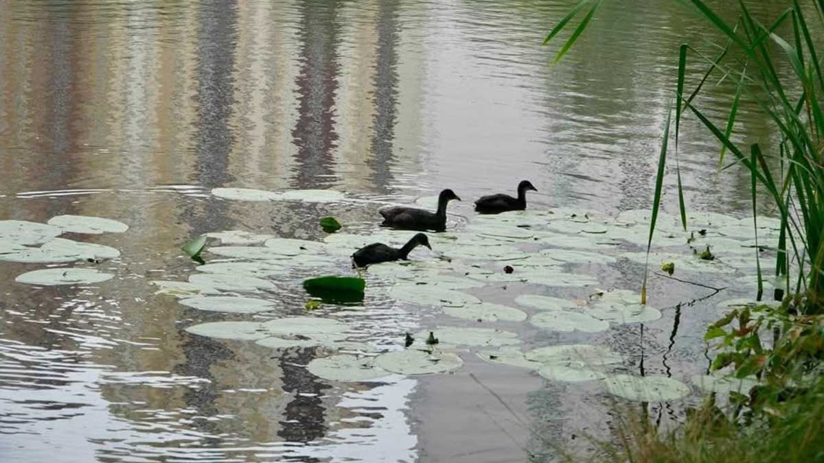 Озеро Жандарка обробили хлорелою: у Києві застосовують біометоди очищення води Озеро Жандарка обробили хлорелою: у Києві застосовують біометоди очищення води