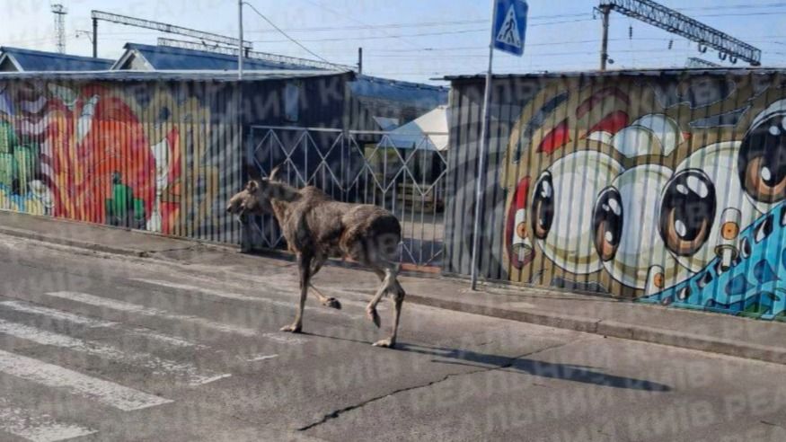 На «Почайні» бігав лось: тварина вибігала на дорогу й ледь не спричинила ДТП На «Почайні» бігав лось: тварина вибігала на дорогу й ледь не спричинила ДТП