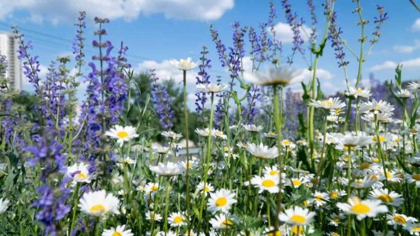 Прогноз погоди на 29 серпня: сонячний і теплий день у Києві та області Прогноз погоди на 29 серпня: сонячний і теплий день у Києві та області