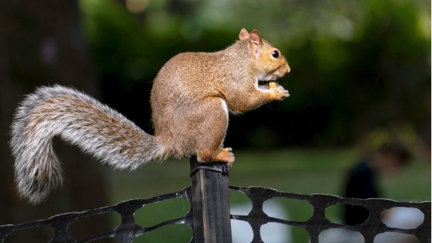 Погода у столиці – короткочасне похолодання перед великоднім потеплінням Білка з горіхом