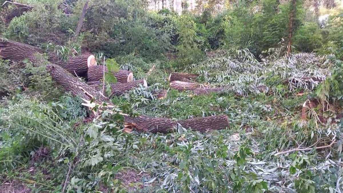 Совські ставки: депутатка заявила про незаконну вирубку 46 дерев на землі УТОС Совські ставки: депутатка заявила про незаконну вирубку 46 дерев на землі УТОС