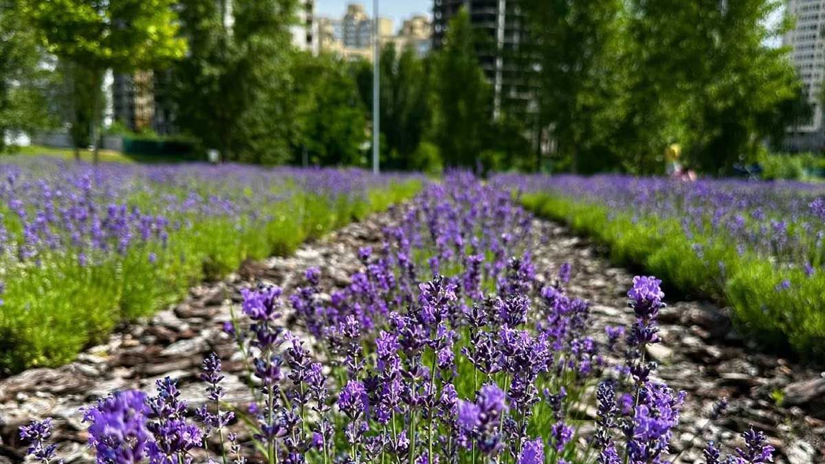 У Києві розквітло лавандове поле: понад 2000 кущів біля парку на Троєщині У Києві розквітло лавандове поле: понад 2000 кущів біля парку на Троєщині