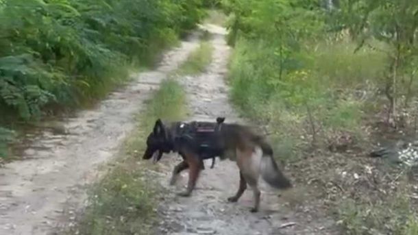 У лісі під Києвом знайшли уламки бойових дронів: працювали вибухотехніки У лісі під Києвом знайшли уламки бойових дронів: працювали вибухотехніки