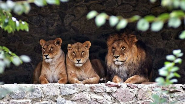 Сонце, зелень і капібари: у KyivZoo тварини повернулися на літні галявини Фото: KyivZoo