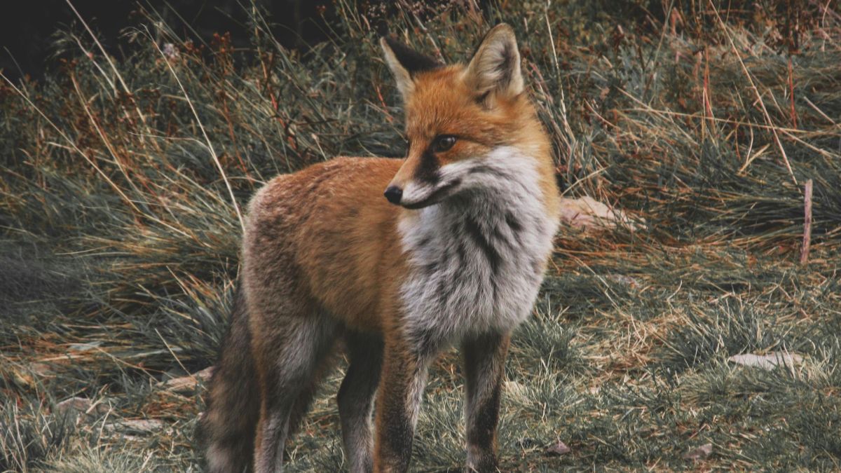 У Києві запровадили карантин через сказ: заражену лисицю знайшли біля Кончі-Заспи Руда лисиця стоїть на трав’янистій місцевості, насторожено дивлячись убік