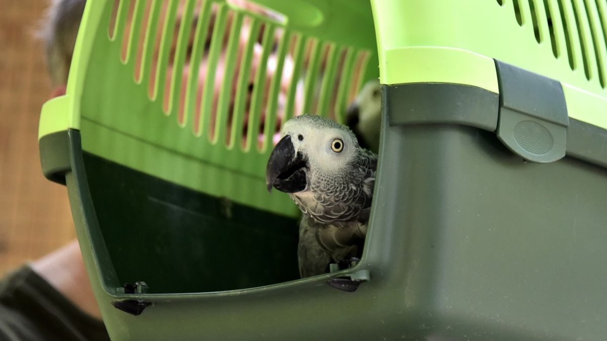 У Київзоо показали врятованих папуг Жако, що під загрозою зникнення У Київзоо показали врятованих папуг Жако, що під загрозою зникнення