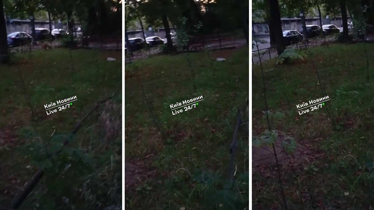 Лисиця на Дягтерівській: у центрі Києва помітили дикого хижака Лисиця у Києві