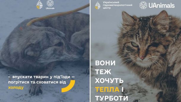 Як еволюціонував київський рок: від рок-фестів 80-х до втрати «Бінго» Собака і кіт на холоді