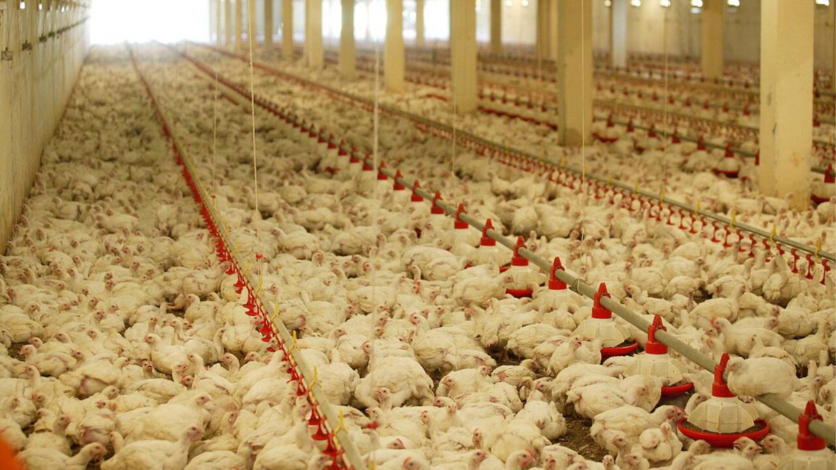 Нові правила для бройлерів з 1 січня 2026: що змінилося Кури на птахофермі