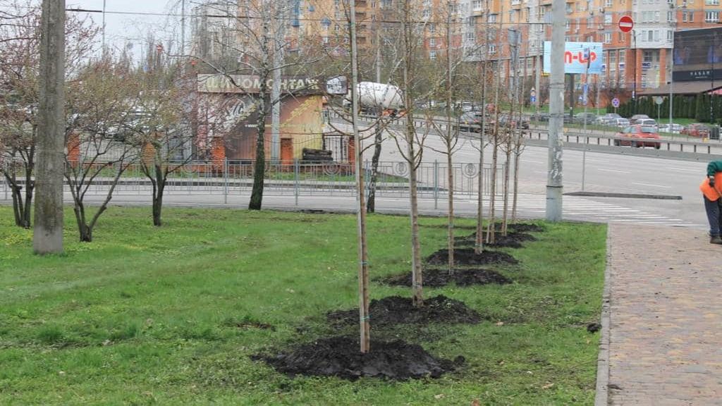 Київзеленбуд планує висадити восени понад 2000 дерев у столиці Ряд молодих дерев висаджено вздовж тротуару біля проїжджої частини у міському районі