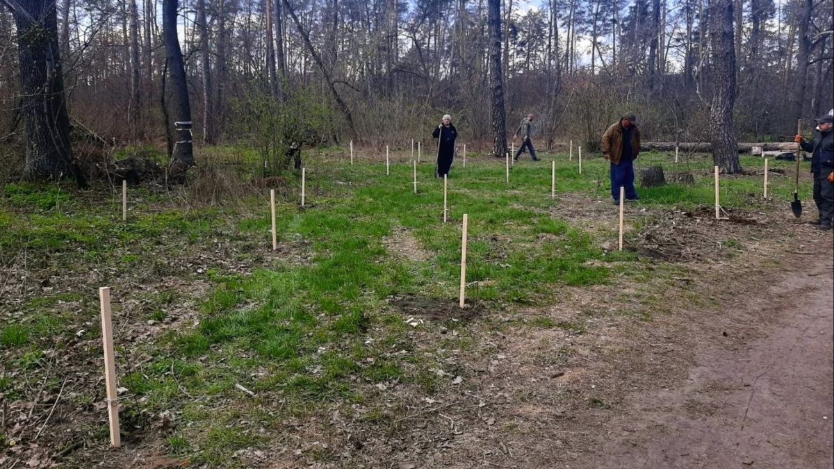 Святошинське лісництво завершує сезон: 300 дерев висаджено у Біличах Працівники КП Святошинське ЛПГ висаджують саджанці ялини і липи у 62-му кварталі лісництва біля зони відпочинку Біличі в Києві