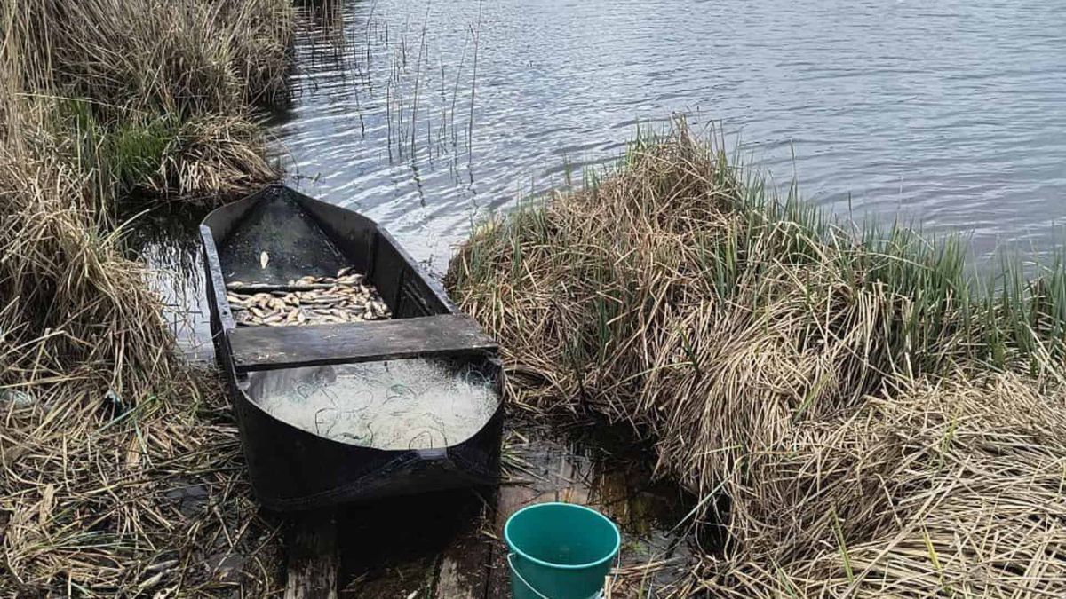 Браконьєр на Броварщині наловив риби на 500 тис. збитків Браконьєр на Броварщині наловив риби на 500 тис. збитків