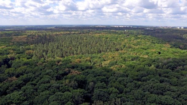 Піротехніки ДСНС вилучили 2 бойові частини ракети Х-101 на Тетіївщині Велика лісова територія, де переважать дуби