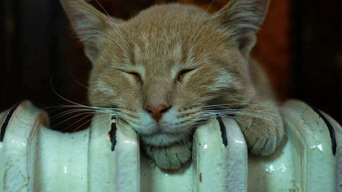 У Києві понад 4 тисячі будинків залишаються без води, майже 3 тисячі об’єктів — без світла Кіт спить на батареї опалення в приміщенні