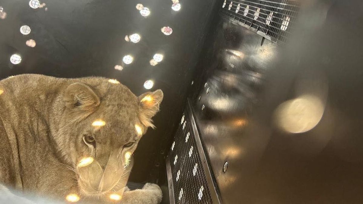 Левиці з Центру порятунку під Києвом успішно переїхали до Південної Африки левиця лежить усередині транспортної клітки під час перевезення, навколо видно отвори для вентиляції