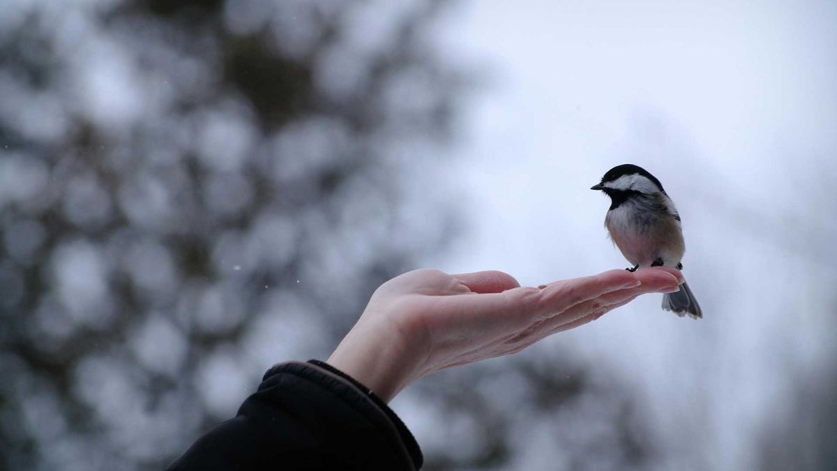 Київщина на міграційних шляхах: як війна змінює маршрути птахів Синиця відпочиває на руці, зимовий день