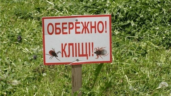 У Києві активізувались кліщі: як захистити себе від укусу і хвороб У Києві активізувались кліщі: як захистити себе від укусу і хвороб