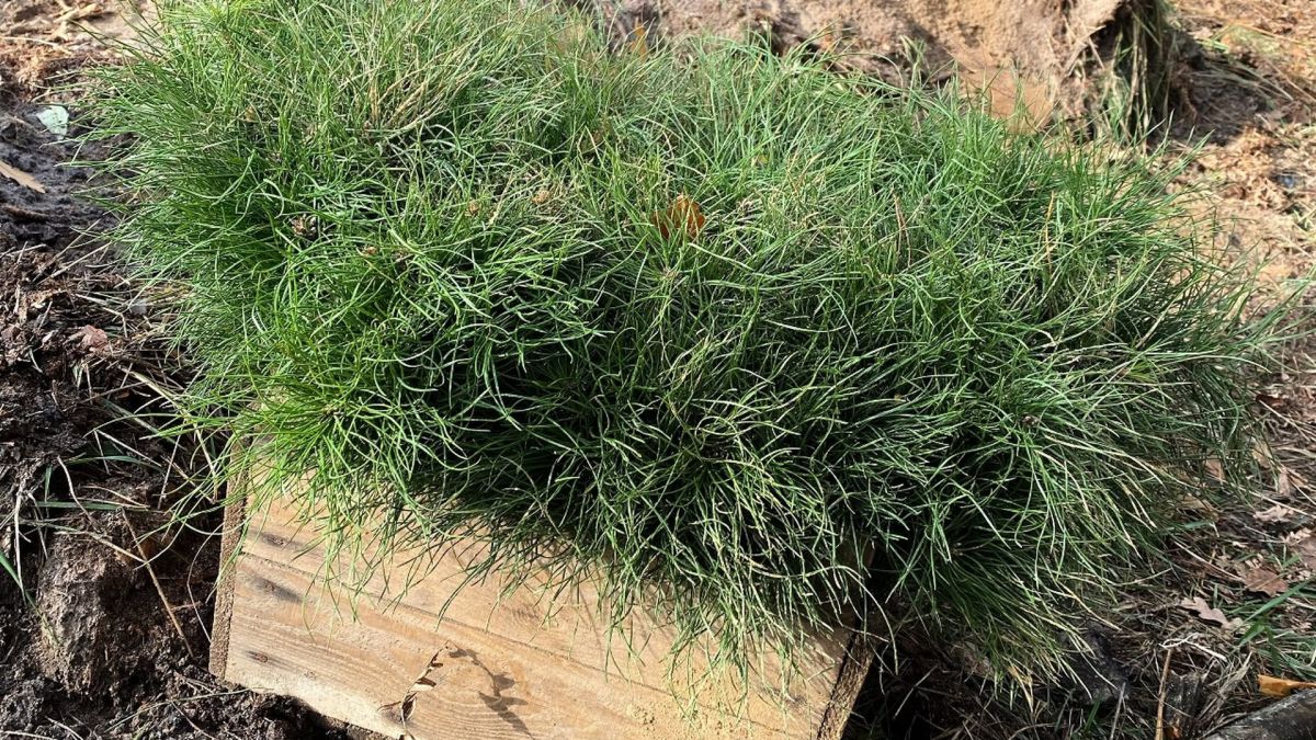 У Києві висадили 234 тисячі дерев — в яких районах стало зеленіше Хвойна розсада у коробці стоїть на землі