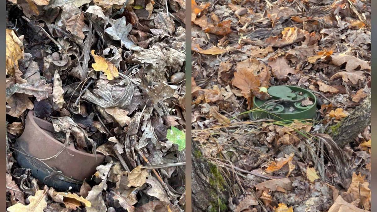Ірпінь: сапери знайшли міни за два метри від просіки — влада попереджає про небезпеку в лісах Дві протипіхотні міни, замасковані серед опалого листя в лісі