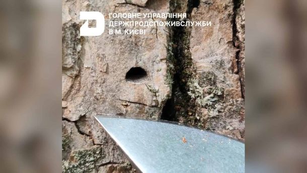 У Києві ями на дорогах ремонтують струменево-інʼєкційним методом — швидко й без сліду Льотний отвір шкідника на корі дерева поряд із лезом ножа під час фітосанітарного обстеження в Києві
