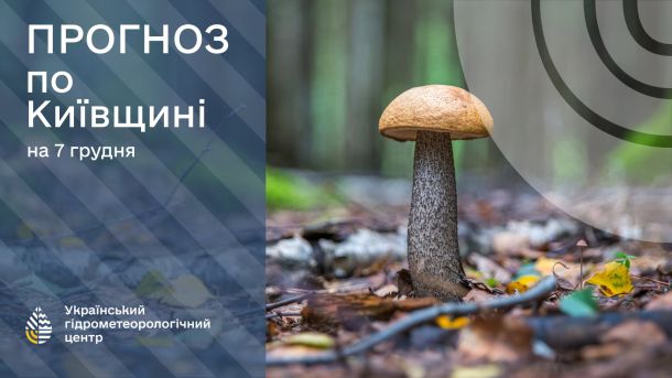 У Києві затримали екстопменеджера «Енергоатому» за крадіжку 18,6 млн Гриб у лісі на зображенні Укргідрометцентру з прогнозом погоди на 7 грудня