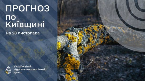 Казкова зустріч: Святий Миколай чекає на дітей у Пирогові з 4 до 21 грудня Стовбур дерева лежить на землі, вкритий осіннім мохом