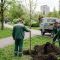 Головні новини Києва | Kyiv.News Комунальники в зеленій формі висаджують молоде дерево у міському парку