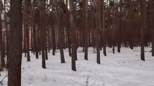 У Київській області завершився 11-й курс підготовки до нацспротиву завершився Дерева у лісі