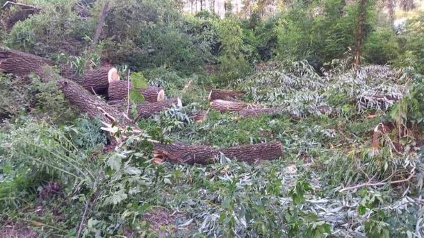 Вирубка дерев біля Совських ставків: прокуратура розслідує законність робіт Вирубка дерев біля Совських ставків: прокуратура розслідує законність робіт