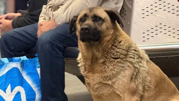 Пес Міша, якого не пускали в метро, отримує належний догляд — поліція Пес Міша, якого не пускали в метро, отримує належний догляд — поліція