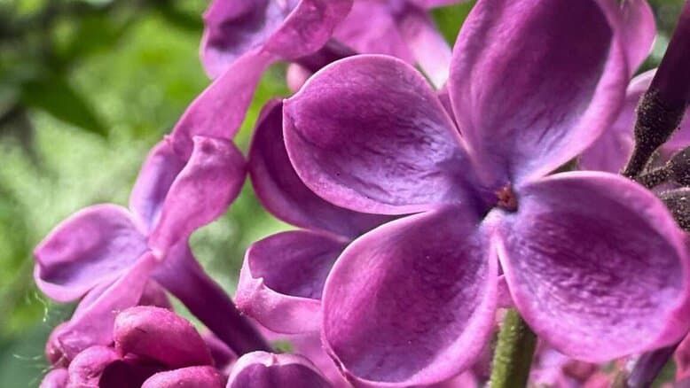 У Києві розпочався сезон цвітіння бузку: де милуватися квітами У Києві розпочався сезон цвітіння бузку: де милуватися квітами