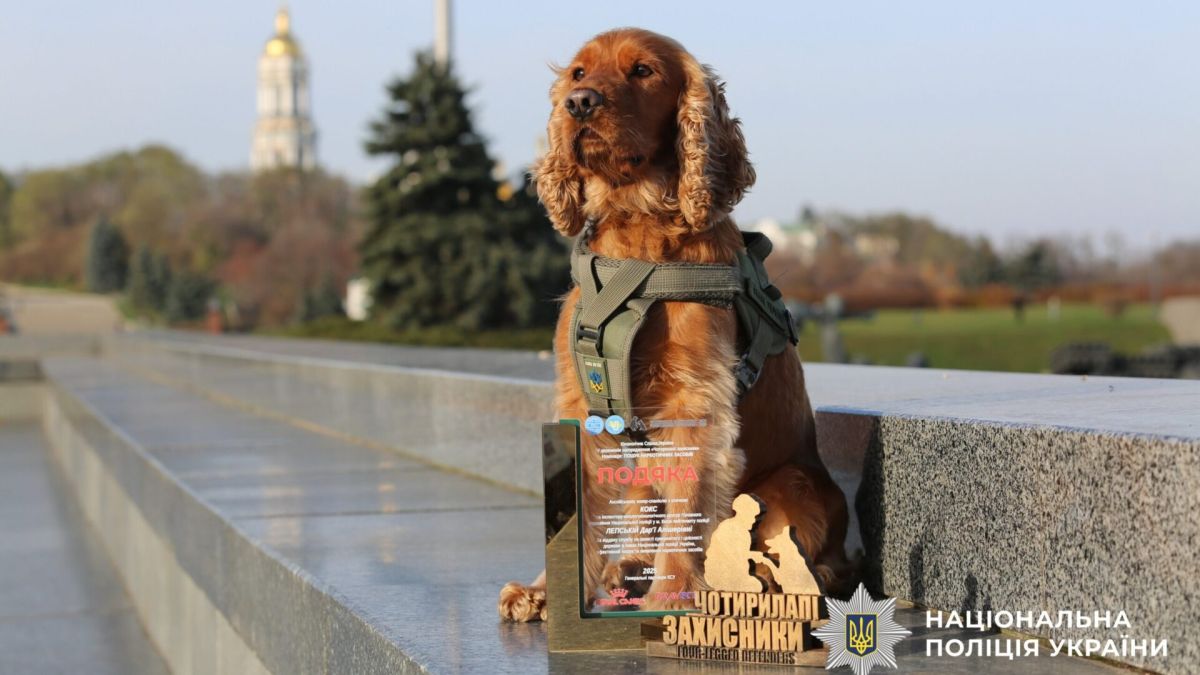 Столичний спанієль Кокос став переможцем у номінації з пошуку наркотиків Службовий спаніель Кокос зі своєю нагородою «Чотирилапі захисники»