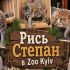 Головні новини Києва | Kyiv.News Рись Степан — новий мешканець Київського зоопарку Zoo Kyiv, який став зіркою соцмереж та популярним мемом