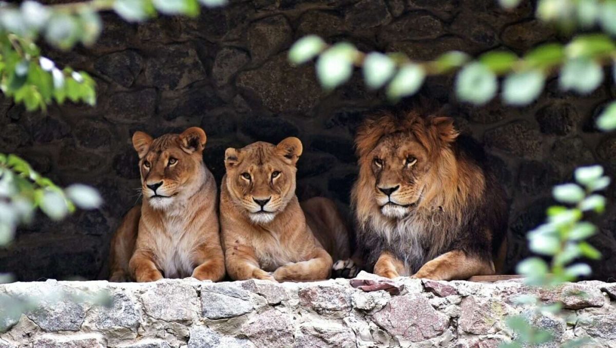 Сонце, зелень і капібари: у KyivZoo тварини повернулися на літні галявини Фото: KyivZoo