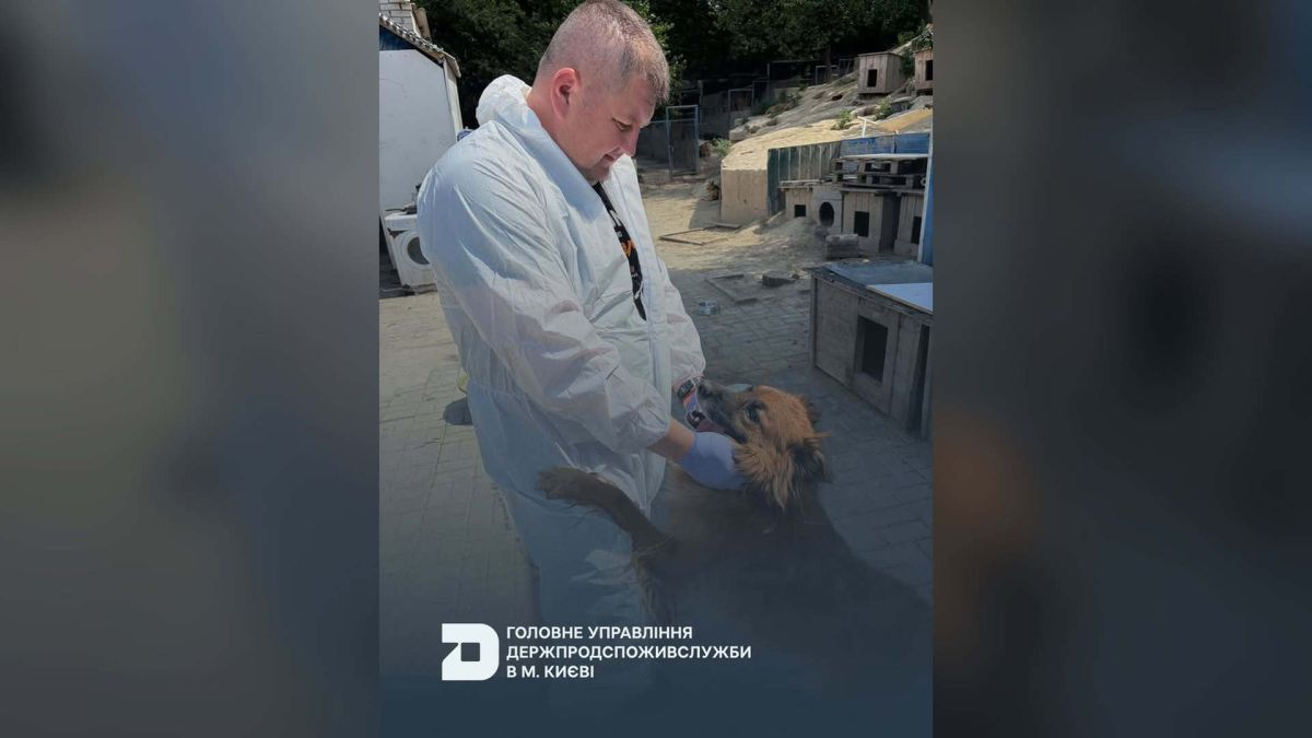Притулок «SOS» у Голосієво вакцинували від сказу вакциною «Рабістар» Фахівець Держпродспоживслужби Києва вакцинує собаку від сказу в притулку «SOS» у Голосіївському районі