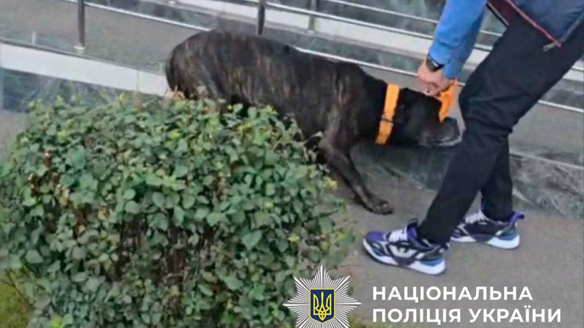 Дніпровський район: чоловіка оштрафують за побиття собаки на вулиці Велика чорна собака поважного віку, яку бив господар