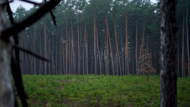 Працівникам «Ліси України» на Київщині повідомили про підозру в спробі розкрадання 100 тисяч гривень Хвойних ліс