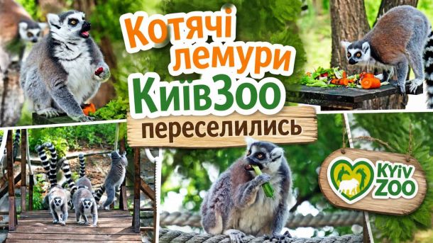 Прокуратура відстояла комунальну ділянку на 62 млн грн у Дніпровському районі Котячі лемури на оновлених літніх островах Нижнього парку КиївЗоо — тварини їдять, гуляють та грають на спеціально облаштованій території