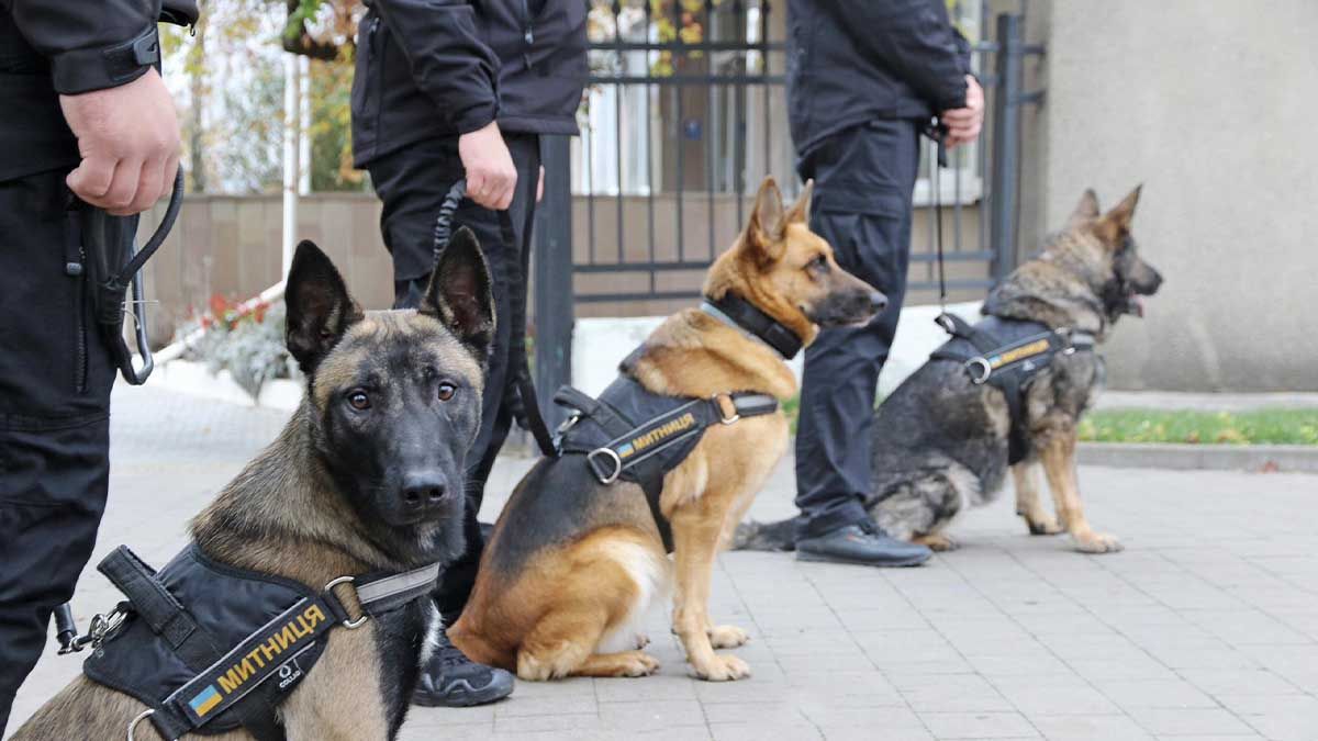Кінологи митниці зірвали рекордну кількість спроб контрабанди: понад 300 випадків із наркотиками за пів року Службові собаки