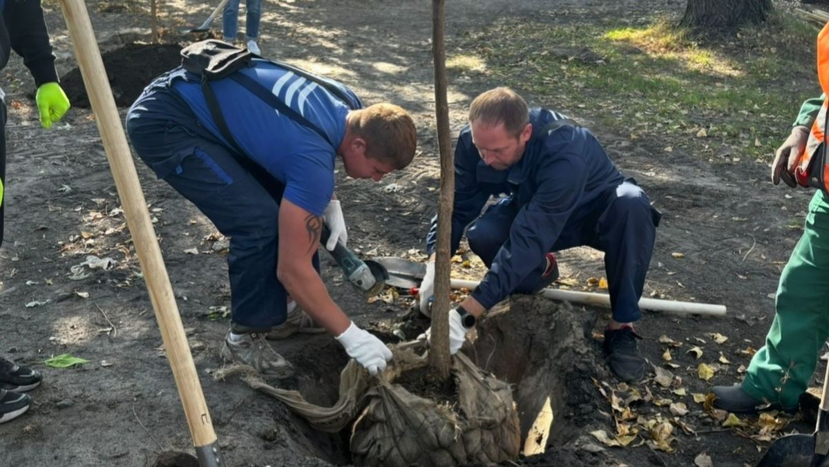 Стихійна парковка стала парком: на Долобецькому острові з’явилися 44 дерева Двоє чоловіків висаджують молоде дерево, обережно встановлюючи його в підготовлену яму