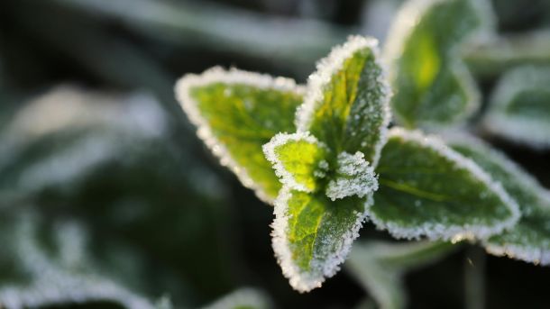 Нічні заморозки у Києві та в області: протягом тижня до 18° вдень Зелене листя рослини вкрите кристалами інею під час весняних заморозків на Київщині