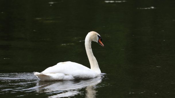 На Оболоні біля входу на Пішохідний міст-хвилю зимують близько сотні лебедів та качок На Оболоні біля входу на Пішохідний міст-хвилю зимують близько сотні лебедів та качок