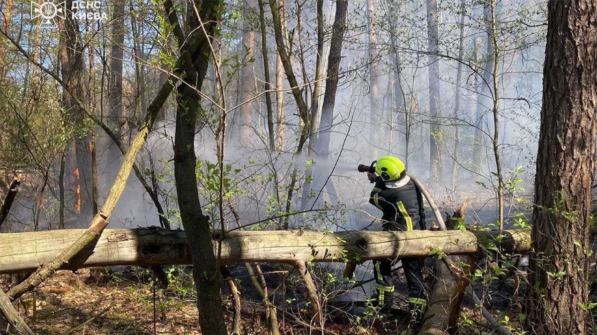 Пожежа у Святошинському районі — вогонь охопив 900 квадратів чагарників вогнеборець гасить полум'я у лісі