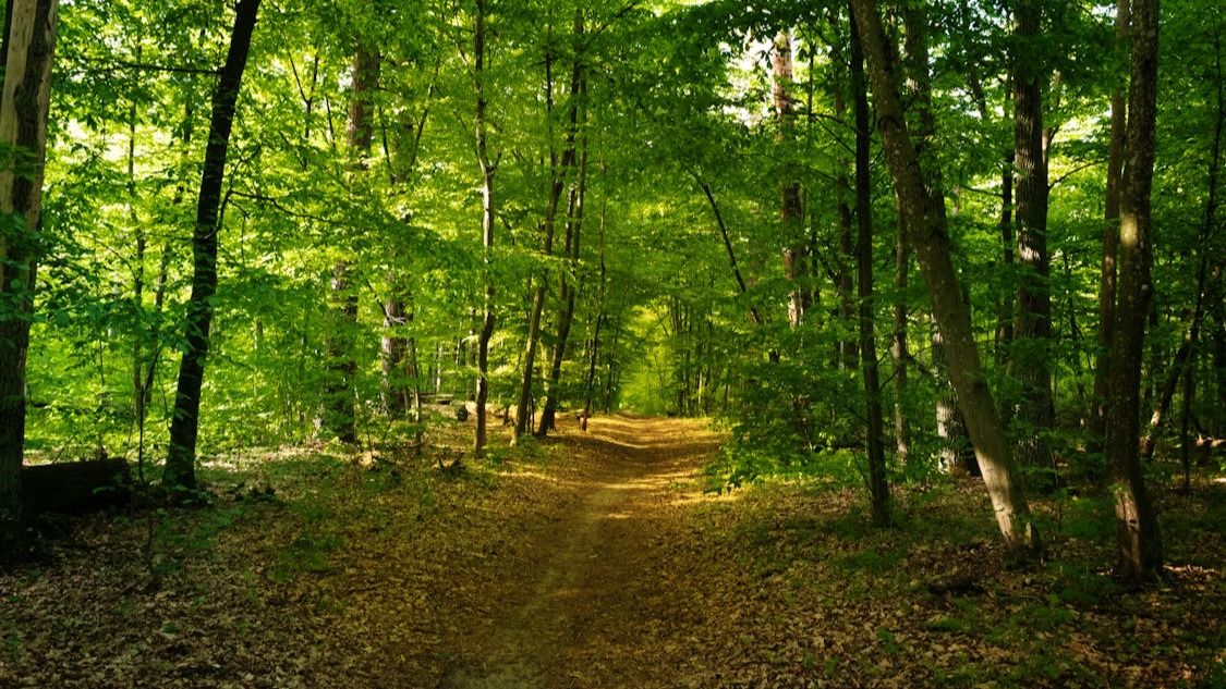 Суд повернув державі 251 га лісових земель на Київщині Суд повернув державі 251 га лісових земель на Київщині